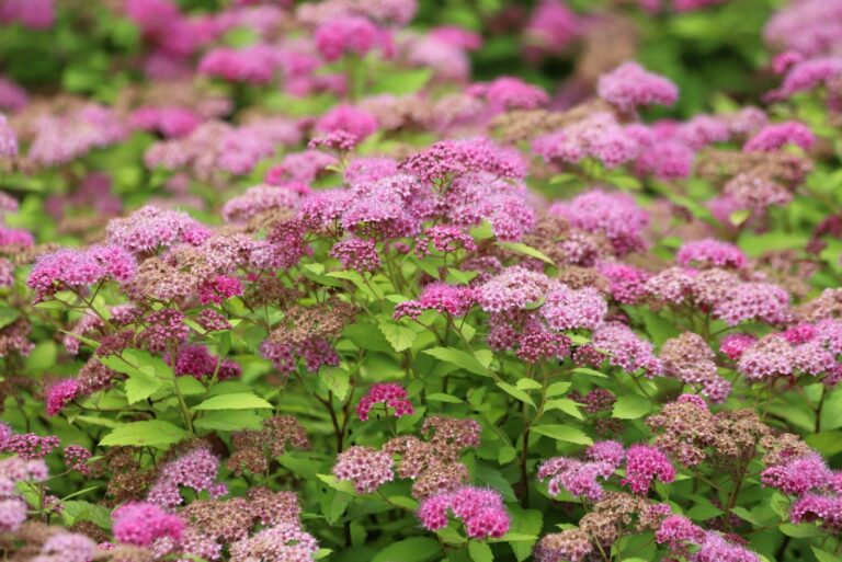Spirea Shrub