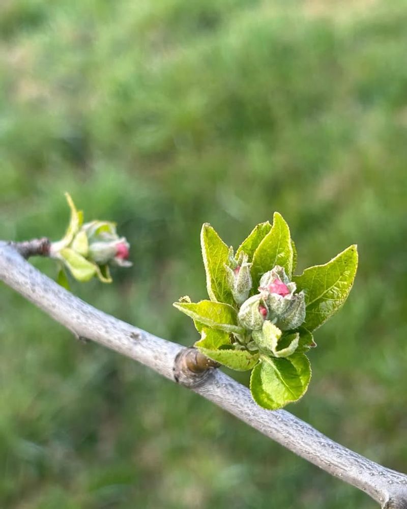 Tight Cluster Timing