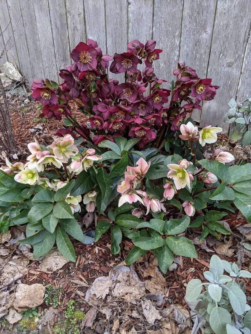 The Late-Winter Pruning Error