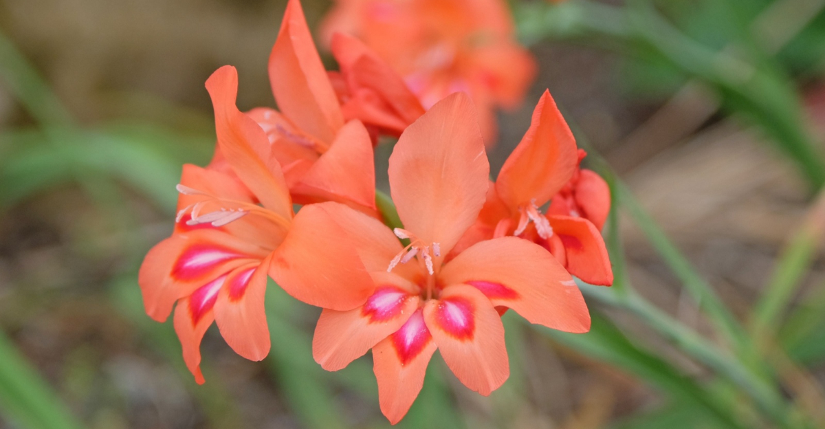 gladiolus flower