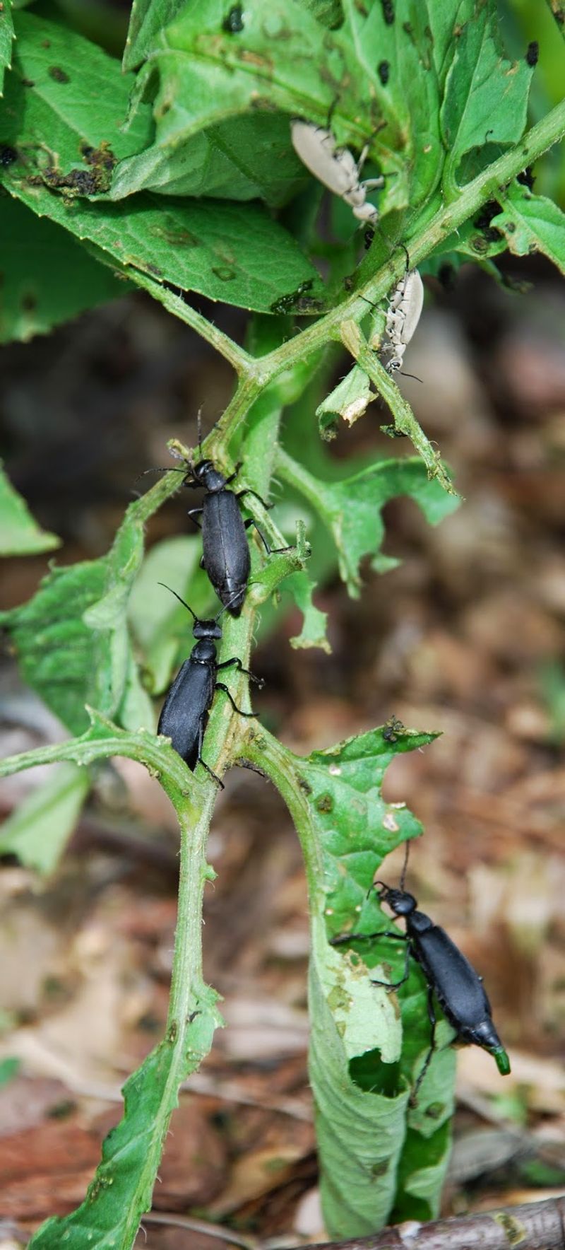 Spot The Warning Signs In Your Ohio Yard