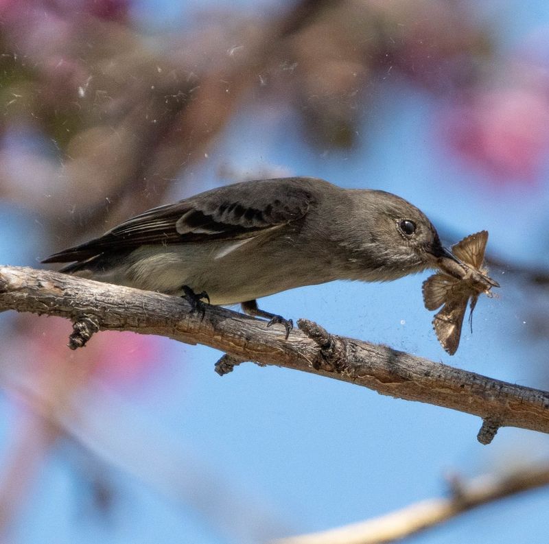 Nature's Pest Control Crew