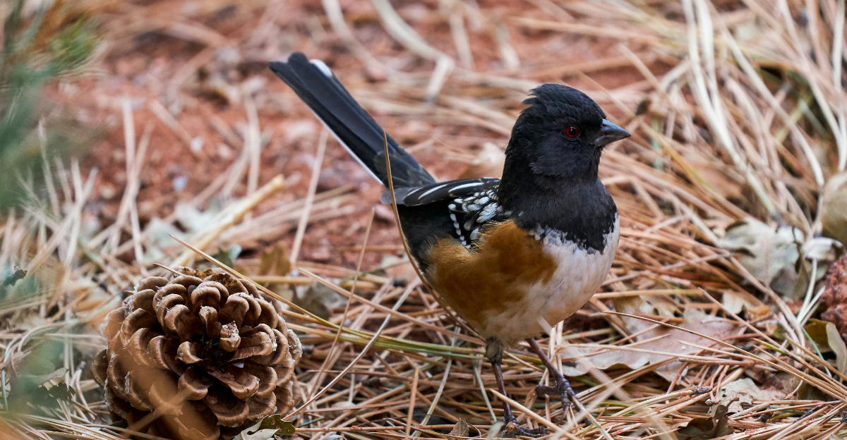 towhee in garden