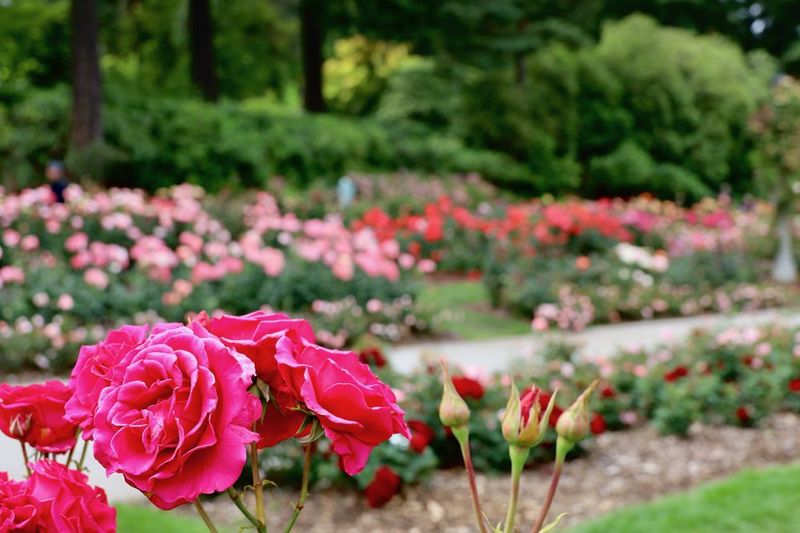 The Best Time To See Peak Color