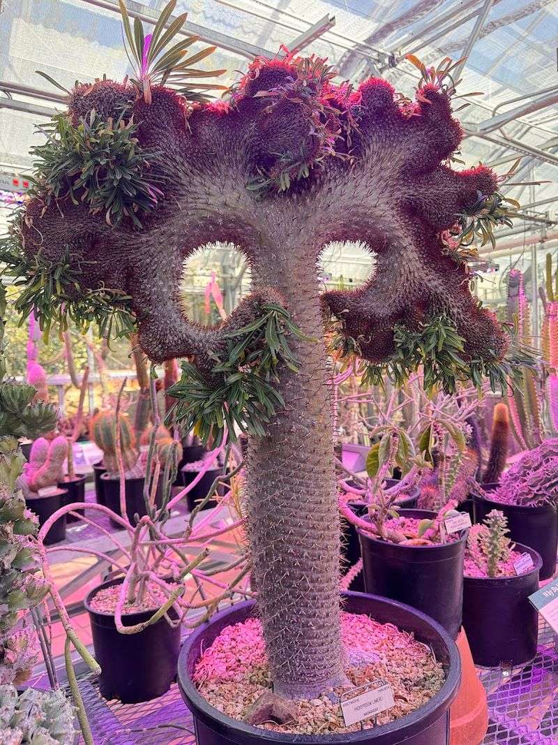 University Of California Botanical Garden At Berkeley (Berkeley)