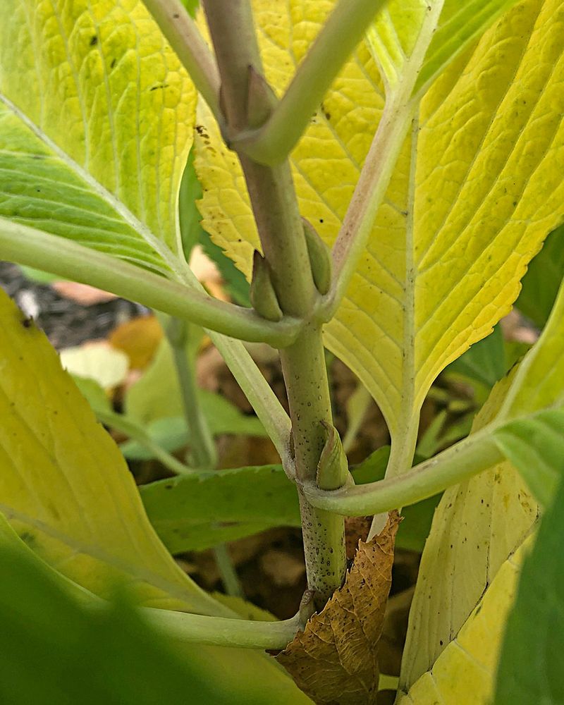 Do Not Cut Too Early In Spring