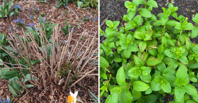 pruned hydrangea and hydrangea foliage