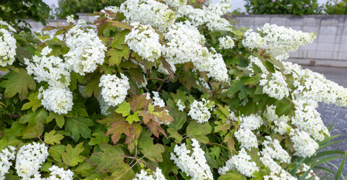 plant (featured image)