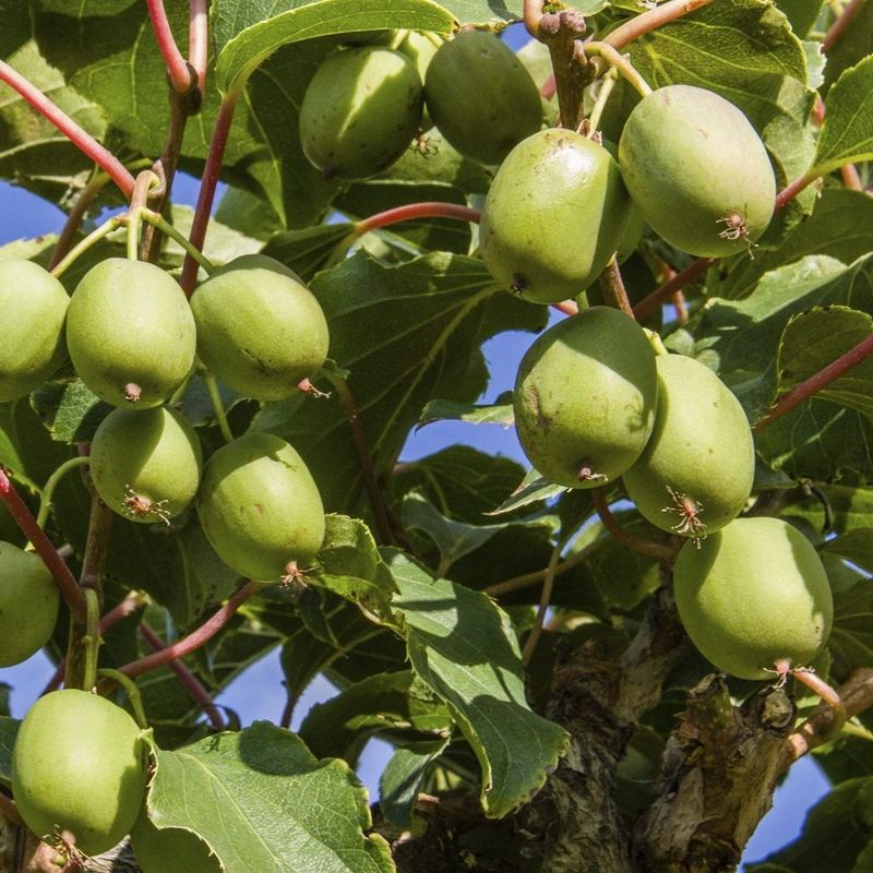 Choosing The Right Kiwi Variety For Texas