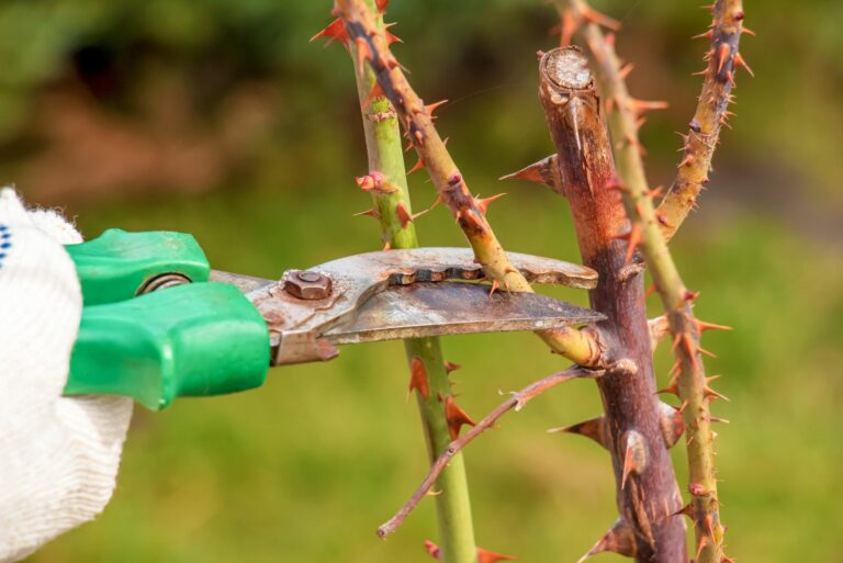 pruning roses