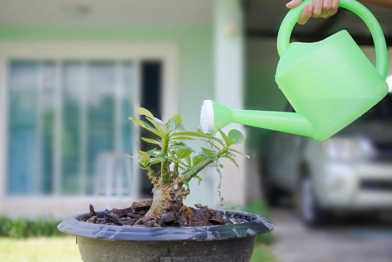 How Often To Water Plants In Winter In Arizona