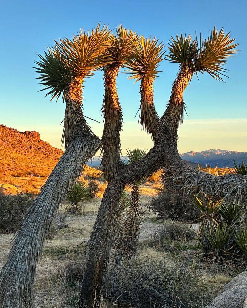 How Joshua Trees Respond To Weather Changes