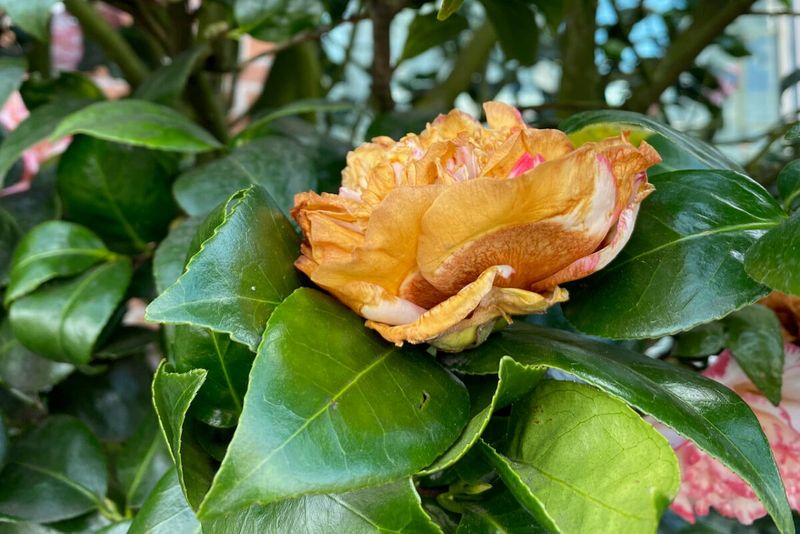 Start With Spent Blooms