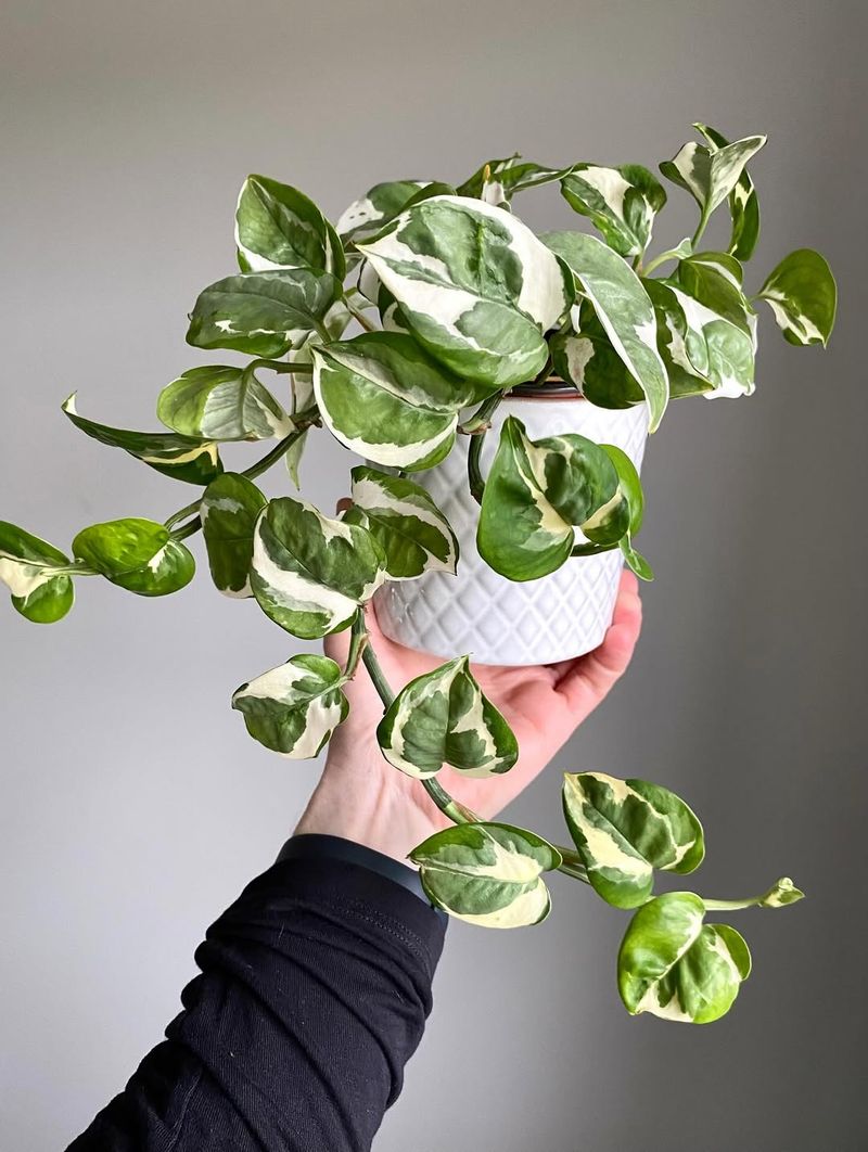 The Growth, Renewal & Fresh Start Plant