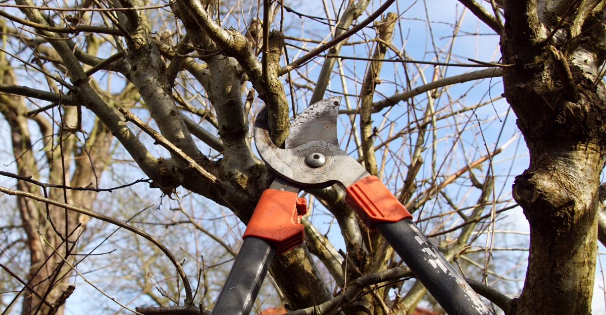 pruning trees (featured image)