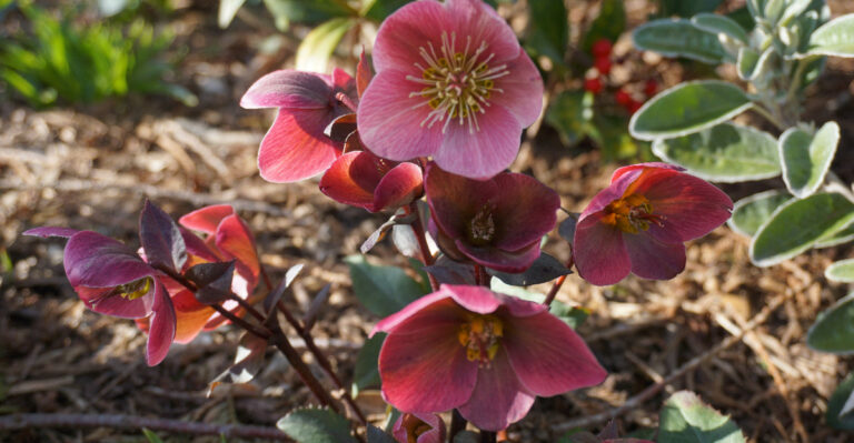 plant (featured image)