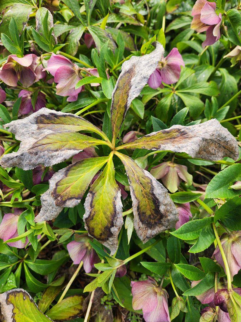 Why Old Leaves Should Go Now