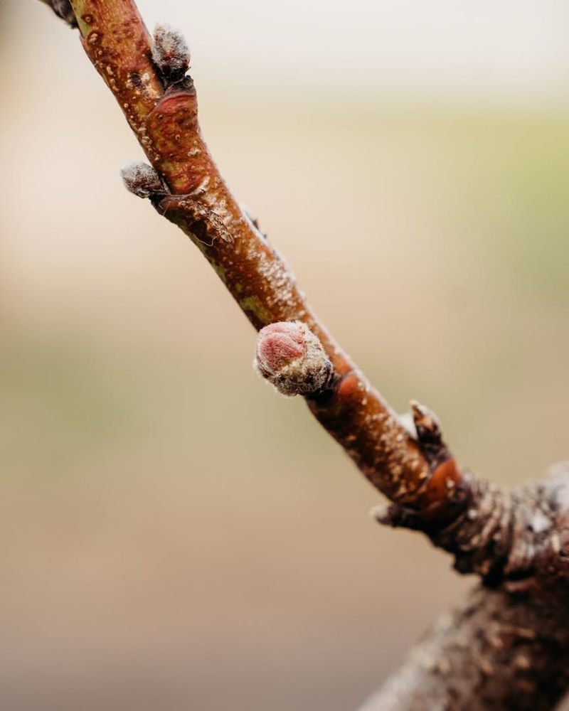 Why Late Winter Threatens Buds