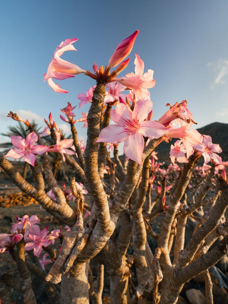 Give Desert Roses Full Sun, But Let Them Adjust Slowly