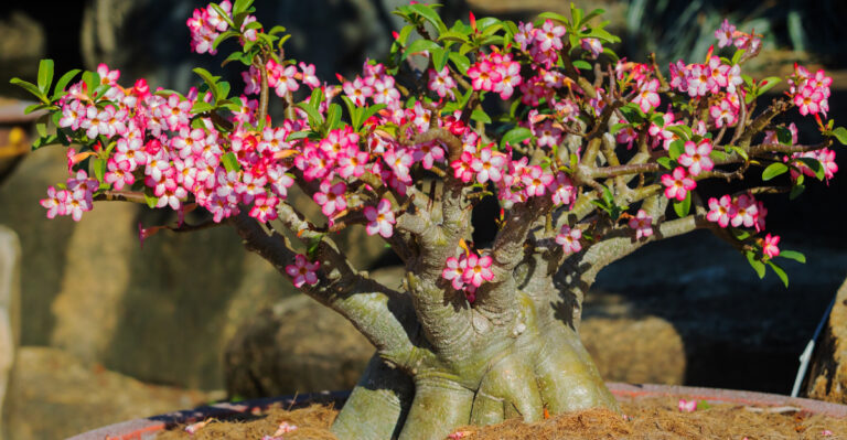 desert rose (featured image)
