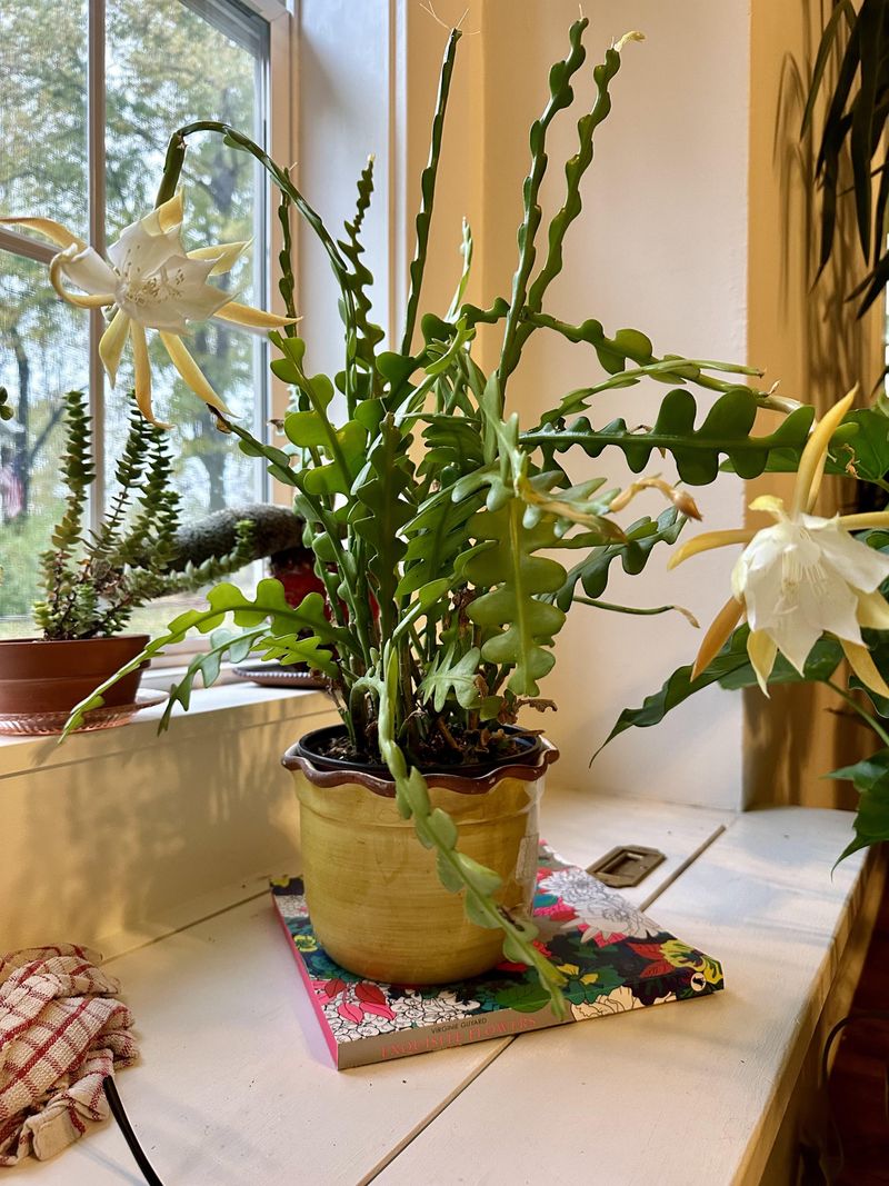 Give Fishbone Cactus Bright Light Without Direct Sun