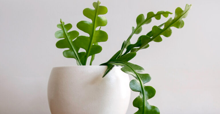 fishbone cactus (featured image)