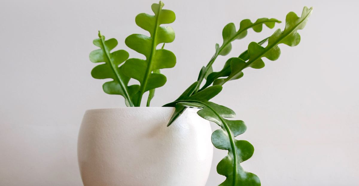 fishbone cactus (featured image)