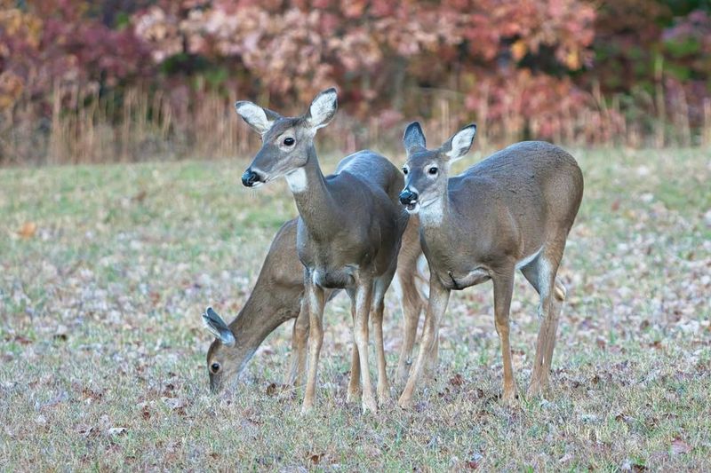Food Scarcity Pushes Deer Toward Shrubs In Early Spring