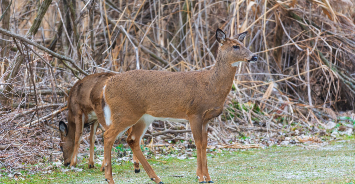 white tail deer