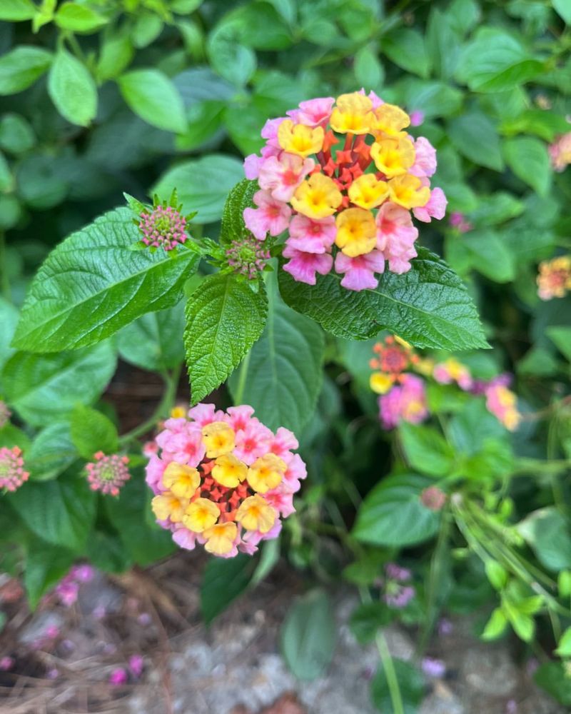 Lantana