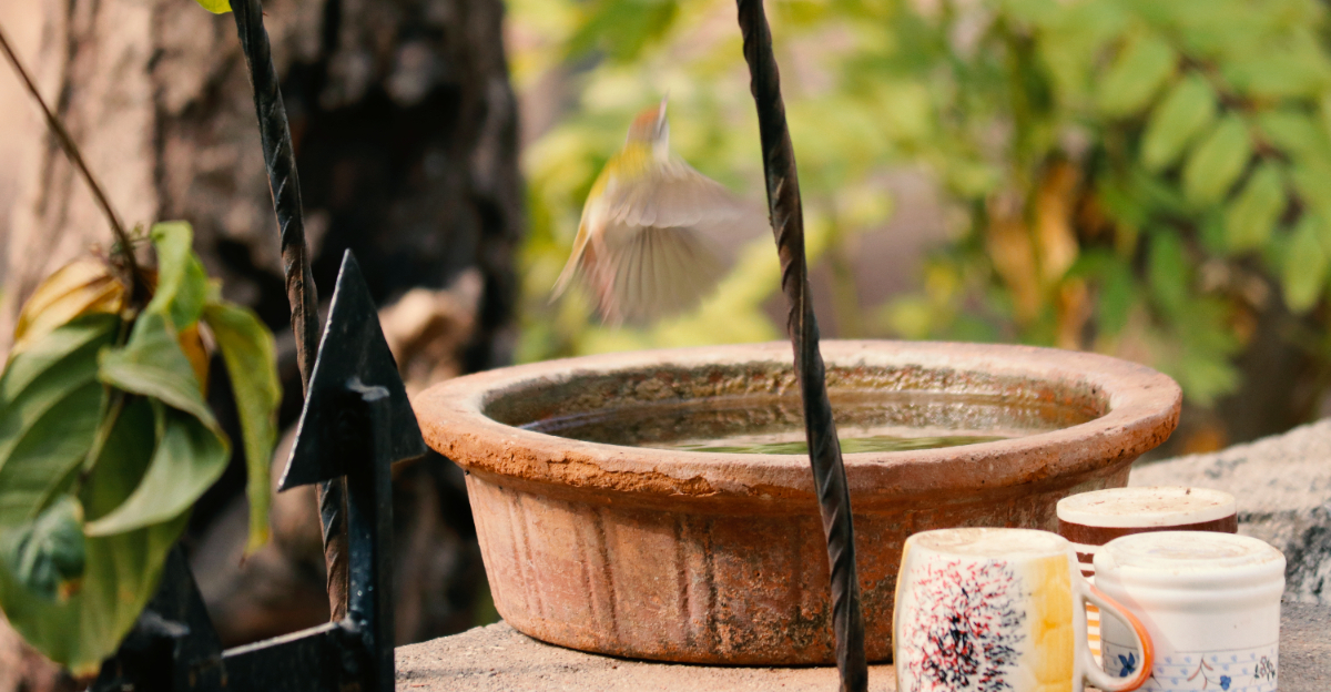 garden (featured image)