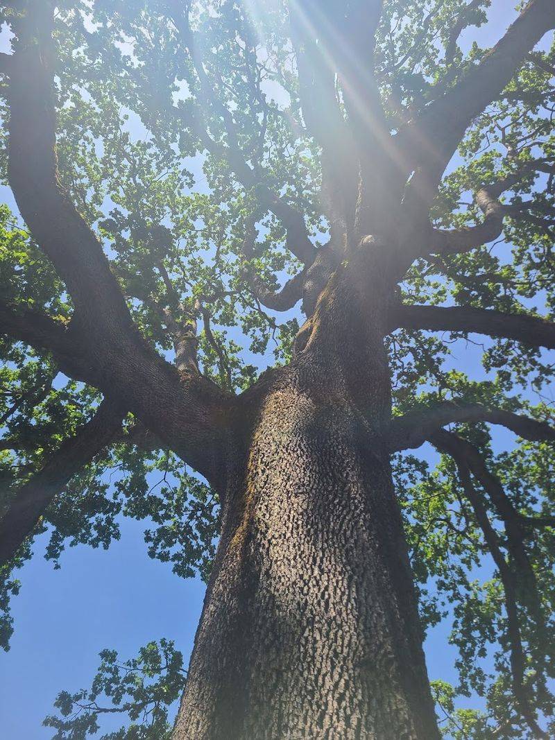The Oregon White Oak Heritage Trees - Willamette Valley