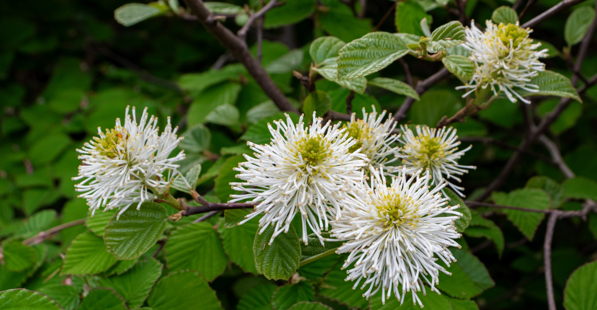 shrubs (featured image)