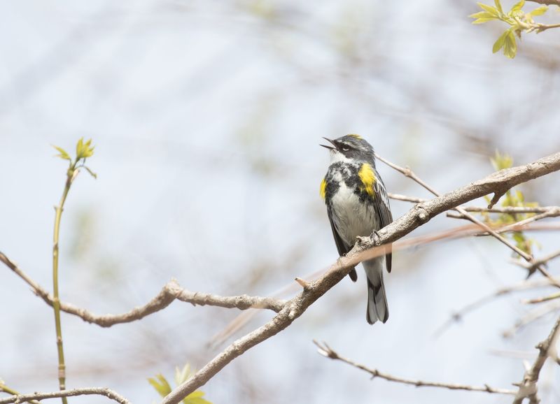 Wildlife Relied On The Buckeye Throughout The Seasons