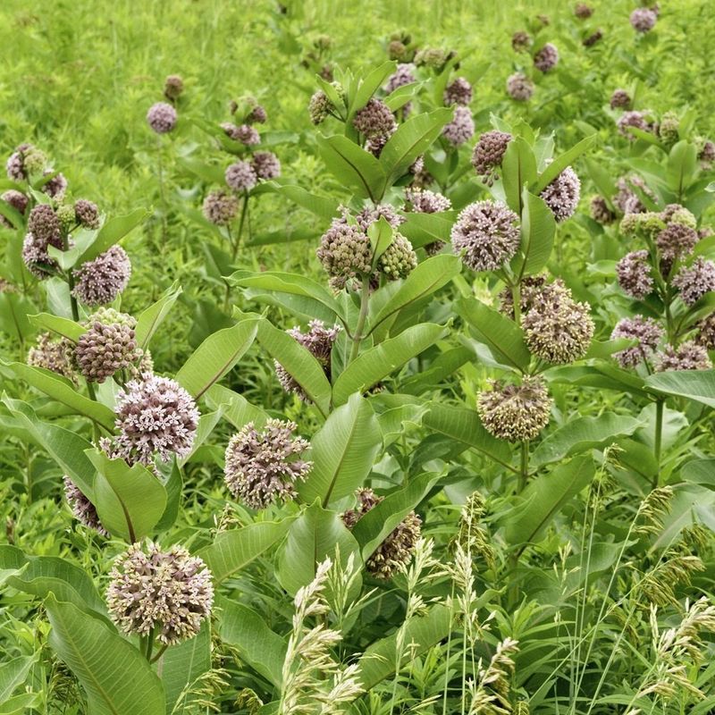 When Milkweed Ruled The Open Fields