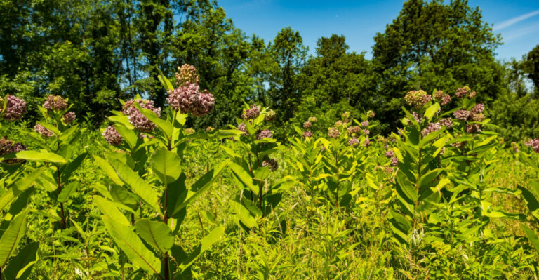 Common Milkweed (Asclepias syriaca)