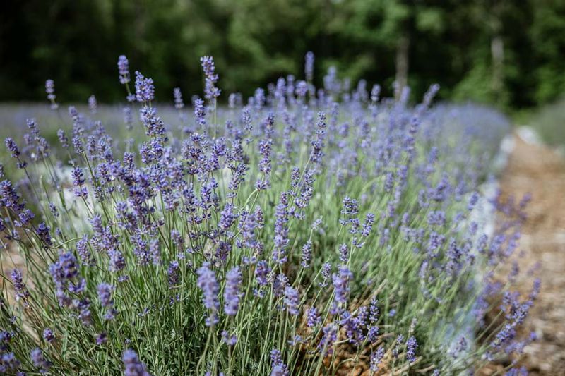 Real Lavender Farm Located In Chapel Hill