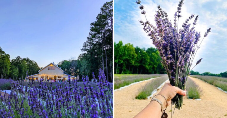 The North Carolina Lavender Farm Garden Lovers Say You Must Visit