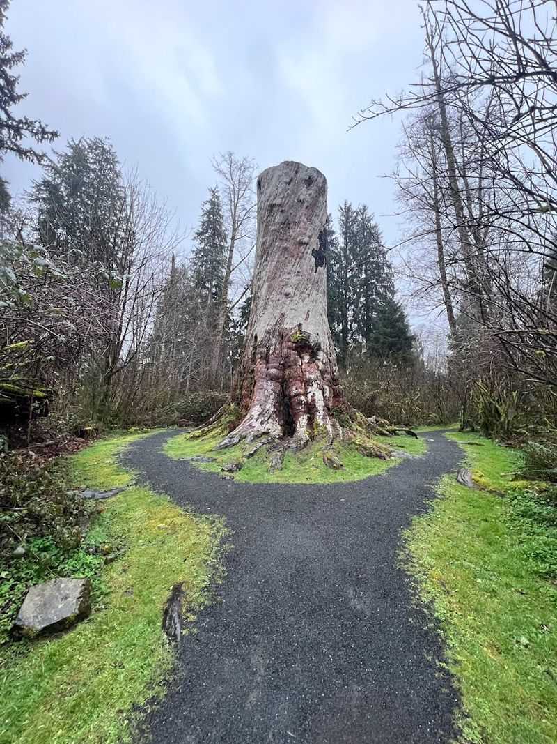 Klootchy Creek Giant (Historic Sitka Spruce) - Near Seaside