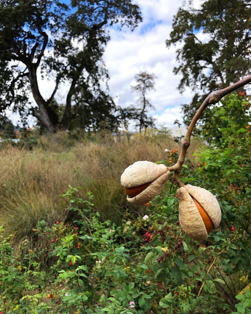 Its Famous Buckeye Nuts Inspired The Tree's Legacy
