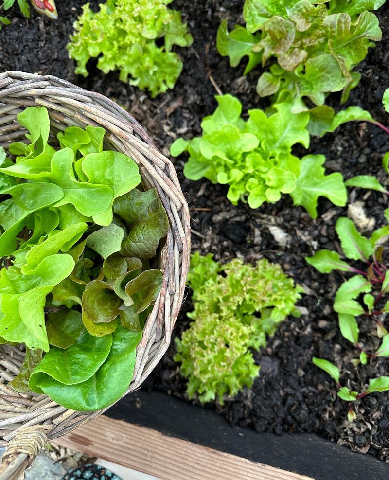 Plant Leafy Greens During The Waxing Moon For Faster Top Growth