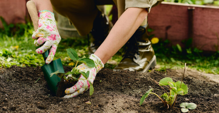 planting vegetables (featured image)