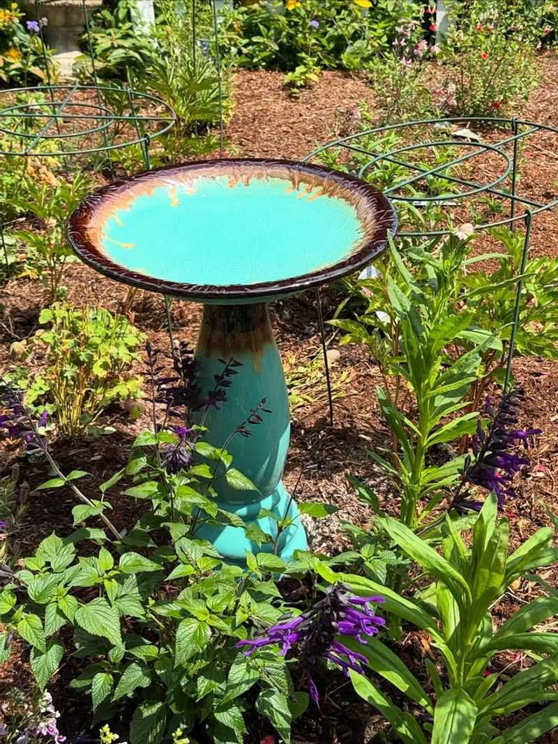 Why Seed Feeders Don't Support Full Wildlife Diversity In Arizona