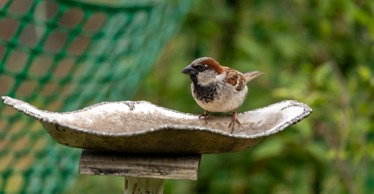 bird (featured image)