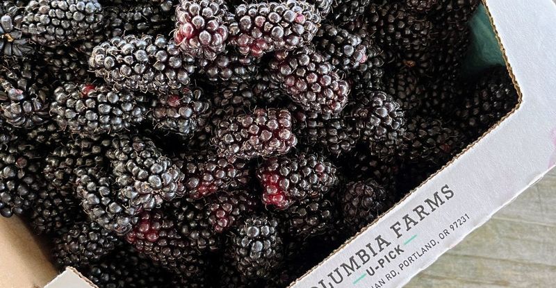 Meet The Legendary Marionberry