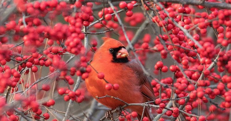 American Holly Is A Cardinal Magnet In Jacksonville. Period