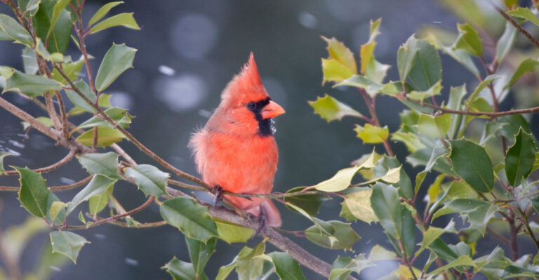 cardinal on american holly plant