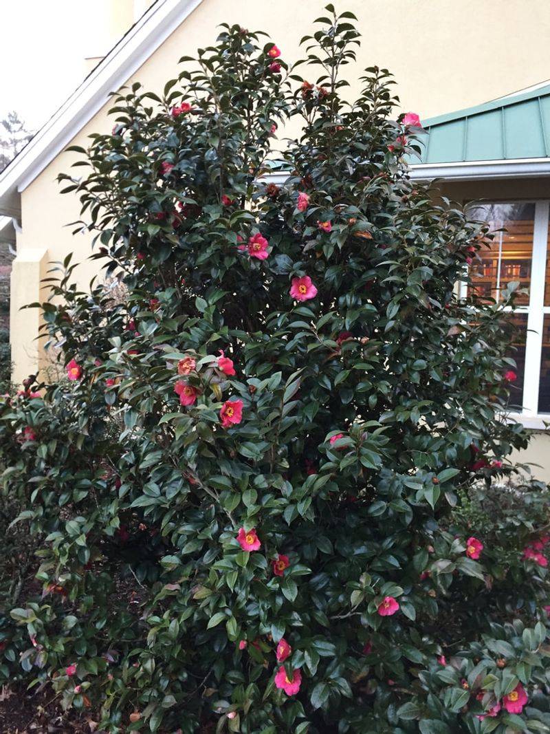 Camellias Thrive In The Climate Of North Carolina