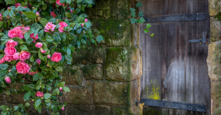 camelias at front door