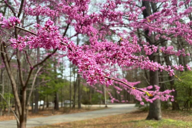 eastern redbud tree